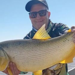 El dorado vuelve a ser uno de los grandes protagonistas de la pesca en Cayastá. Si bien todavía no aparecen en grandes cantidades, los ejemplares que están tomando los artificiales y las carnadas se destacan por su tamaño.