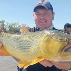 El dorado vuelve a ser uno de los grandes protagonistas de la pesca en Cayastá. Si bien todavía no aparecen en grandes cantidades, los ejemplares que están tomando los artificiales y las carnadas se destacan por su tamaño.