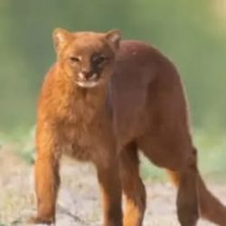  El registro permitió documentar a una de las especies más difíciles de observar de la fauna nativa.