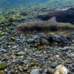El biólogo Chalde buscó explicar las diferencias entre peces nativos y especies exóticas, pero también puso sobre la mesa una cuestión fundamental: conocer qué especies habitan los ríos fueguinos, lo que significa el primer paso para poder protegerlas.