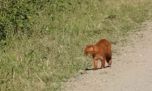 Captan las imágenes de un extraño felino en los bosques de Tucumán