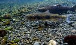 El enigma de los peces nativos de Tierra del Fuego: especies que la ciencia todavía busca conocer