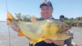 El dorado vuelve a ser uno de los grandes protagonistas de la pesca en Cayastá. Si bien todavía no aparecen en grandes cantidades, los ejemplares que están tomando los artificiales y las carnadas se destacan por su tamaño.