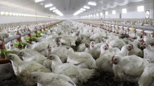 La suspensión de Brasil abre una oportunidad para que Argentina recupere exportaciones avícolas a Europa