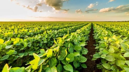 A 30 años de la soja transgénica: en RDI se hizo hincapié en el impacto de los agrotóxicos en Argentina