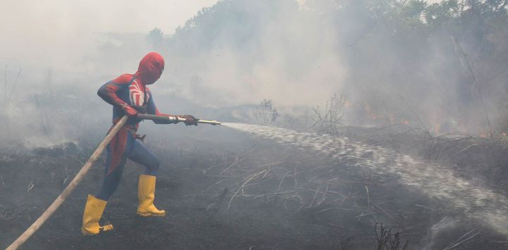 Un residente disfrazado de Spider-Man sofoca un incendio forestal en Kereng Bangkirai, Palangkaraya (Kalimantan Central). Una bruma tóxica ha cubierto partes de Indonesia y Malasia durante semanas, mientras Yakarta lucha por contener los incendios que han arrasado grandes extensiones de Borneo y Sumatra, y cuyo humo se desplaza hacia los países vecinos: Malasia, Singapur y Brunéi.