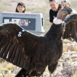 Tras ser rescatado del mascotismo en 2019 y superar recientemente una compleja afección de salud, Kurruf recibió el alta médica.