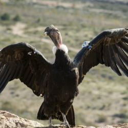 Su nombre significa viento en mapuche.