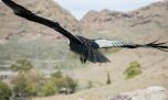 El cóndor Kurruf vuela en libertad por segunda vez en los cielos de la Patagonia