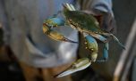 El invasor que preocupa a Europa también está en el Río de la Plata