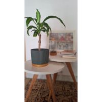 El Mito de la Decoración Feng Shui
