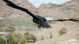 1509_CONDOR ANDINO