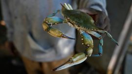 1609_cangrejo_azul