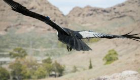 1509_CONDOR ANDINO