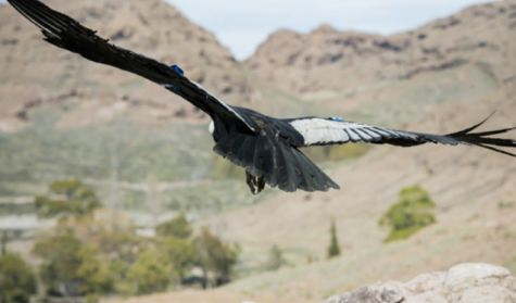 1509_CONDOR ANDINO