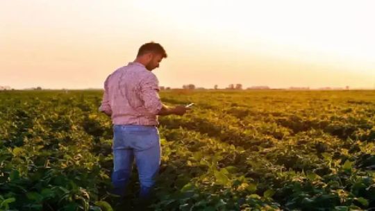Qué granos le conviene vender primero al productor agropecuario y con cuáles esperar ante el informe del USDA