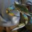1609_cangrejo_azul