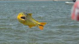veda pesquera corrientes