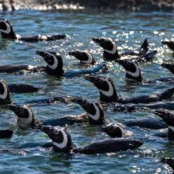 Los 43 ejemplares fueron trasladados a un bioparque de Río Negro