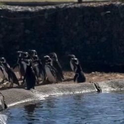 Los pingüinos formaban parte del último grupo de animales que permanecía en el predio ubicado en el sur marplatense.a 