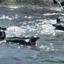 El ecoparque Bubalcó recibió, en calidad de donación por parte de la Justicia, a los 43 pingüinos magallánicos.