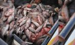Pesca furtiva: secuestran unas 100 truchas y más de 300 percas en Chubut