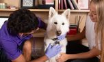 ¿Cuáles son los principales motivos de consulta al veterinario?