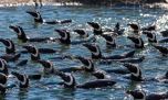 Así trasladaron a los 43 pingüinos del Aquarium Mar del Plata a un refugio en Río Negro