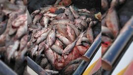 Los ejemplares decomisados fueron inspeccionados por el área de Bromatología de la Municipalidad de Sarmiento y donados a instituciones sociales de la localidad.