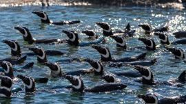 Los 43 ejemplares fueron trasladados a un bioparque de Río Negro