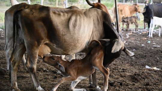 Maíz seco, vacas raquíticas: la sequía de El Niño arrasa los países de Centroamérica