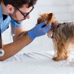 Consultar al veterinario ante el mínimo problema es fundamental.