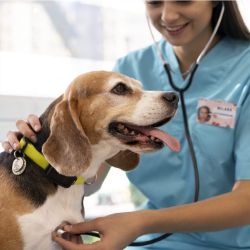 Nunca hay que automedicar a nuestras mascotas.