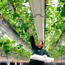Imagen de una trabajadora recolectando fresas en el parque industrial agrícola moderno Xinfa, en la provincia de Shandong, en el este de China. Desde principios de este año, las autoridades locales del distrito de Chiping han intensificado sus esfuerzos para promover la agricultura inteligente, los modelos de producción estandarizados y una profunda integración industrial, impulsando el desarrollo agrícola moderno y la revitalización rural. | Foto:Xinhua/Guo Xulei