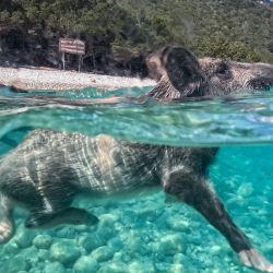 Un cerdo negro mediterráneo nada en una playa de la isla privada de Atokos, en el mar Jónico, Grecia. Atokos, una isla privada situada frente a la costa occidental de Grecia, ha ganado popularidad en las redes sociales gracias a su población de cerdos negros mediterráneos que campan a sus anchas. Esta isla deshabitada se ha convertido en un destino muy frecuentado por embarcaciones y visitantes, que acuden para nadar en sus aguas y observar a los cerdos mientras recorren la isla en libertad. | Foto:ARIS MESSINIS / AFP