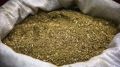 Yerba mate