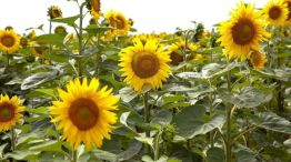 Girasol
