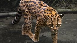 Leopardus tilcayo