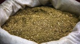 Yerba mate
