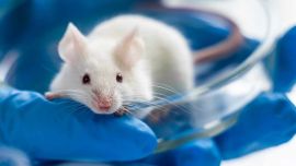 RDC: científicos de Estados Unidos y España implantaron células humanas en ratones para estudiar el cerebro