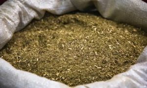 Yerba mate