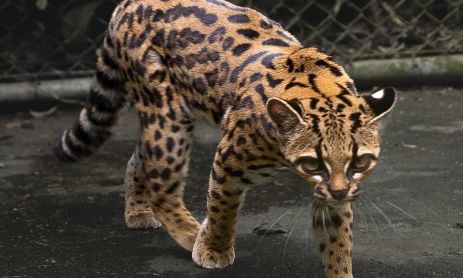Leopardus tilcayo