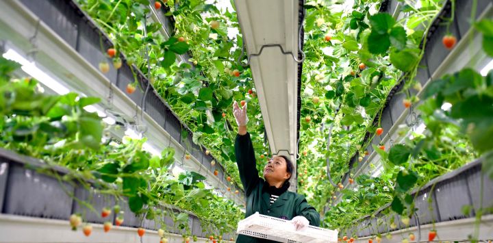 Imagen de una trabajadora recolectando fresas en el parque industrial agrícola moderno Xinfa, en la provincia de Shandong, en el este de China. Desde principios de este año, las autoridades locales del distrito de Chiping han intensificado sus esfuerzos para promover la agricultura inteligente, los modelos de producción estandarizados y una profunda integración industrial, impulsando el desarrollo agrícola moderno y la revitalización rural.