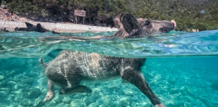 Un cerdo negro mediterráneo nada en una playa de la isla privada de Atokos, en el mar Jónico, Grecia. Atokos, una isla privada situada frente a la costa occidental de Grecia, ha ganado popularidad en las redes sociales gracias a su población de cerdos negros mediterráneos que campan a sus anchas. Esta isla deshabitada se ha convertido en un destino muy frecuentado por embarcaciones y visitantes, que acuden para nadar en sus aguas y observar a los cerdos mientras recorren la isla en libertad.