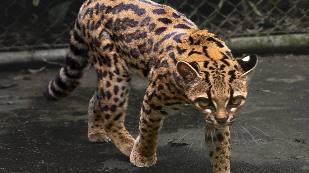 Leopardus tilcayo