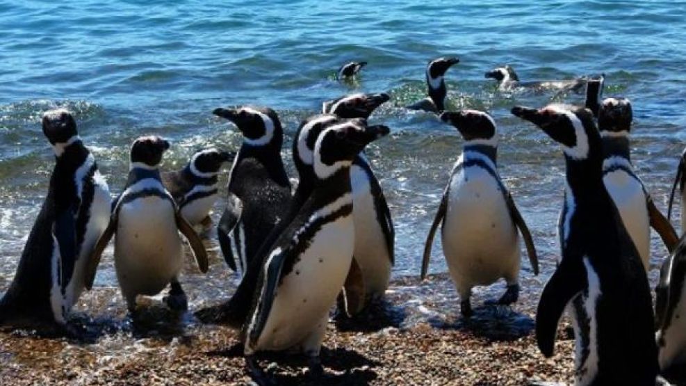 Pinguinos