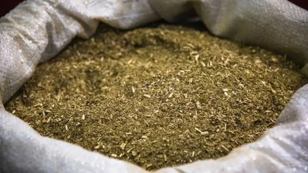Yerba mate