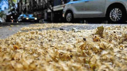 19_09_2026_platano_alergia_cedoc_g