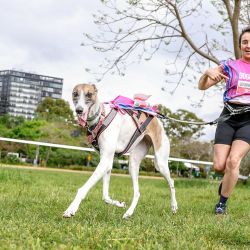 Dog Run.