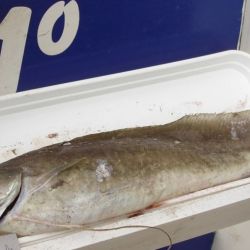 En la costa bonaerense, la temporada más asociada a la pesca de brótola se extiende desde octubre hasta marzo, aunque pueden registrarse capturas fuera de ese período. Y Villa Gesell ya está dando señales positivas. Las brótolas comenzaron a aparecer en sus costas, justamente en las semanas previas a la gran competencia.